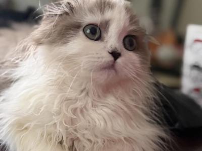 Sweetest Love - Scottish Fold - Gallery Photo #1