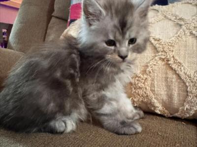Copper - Maine Coon - Gallery Photo #1
