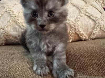 Rusty - Maine Coon - Gallery Photo #1