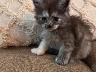 Amber - Maine Coon - Gallery Photo #1