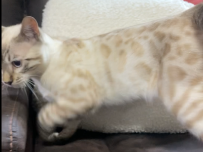 Seal Point Lynx Bengal - Bengal - Gallery Photo #1