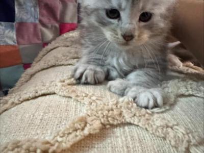 Nick - Maine Coon - Gallery Photo #1