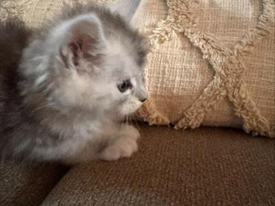 Scarlett - Maine Coon - Gallery Photo #1