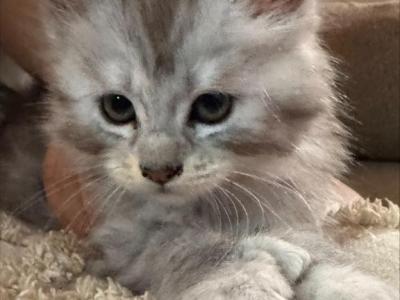 Goldie - Maine Coon - Gallery Photo #1