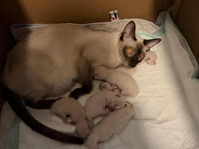 Lucy Litter - Siamese - Gallery Photo #1