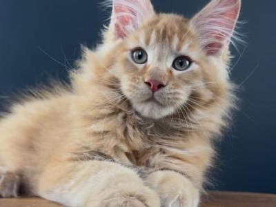 Nathan - Maine Coon - Gallery Photo #1