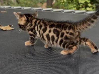 SunlightBengals - Bengal - Gallery Photo #1