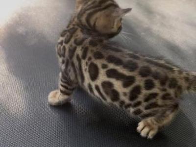 SunlightBengals Boy - Bengal - Gallery Photo #1