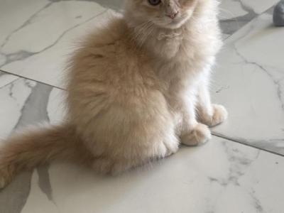 RagdollCherubim - Ragdoll - Gallery Photo #1
