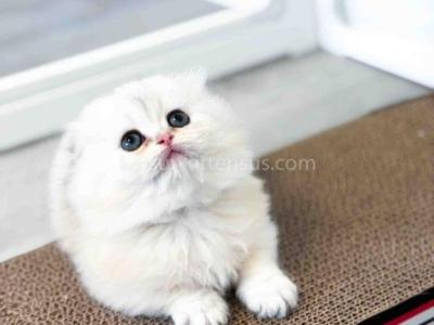 HTX Edelweiss Munchkin Fold Longhair Short Legs - Munchkin - Gallery Photo #1