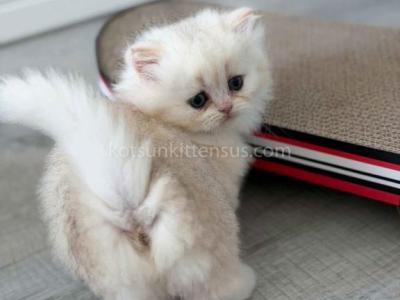 HTX Eshley Tiny Munchkin Longhair With Short Legs - Munchkin - Gallery Photo #1