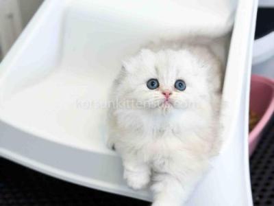 HTX Estelle Scottish Fold Longhair Silver Shaded - Scottish Fold - Gallery Photo #1