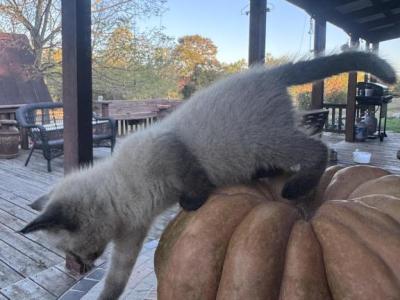 Myra - Siamese - Gallery Photo #1