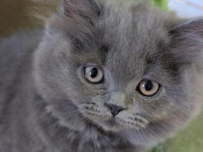 Honey - British Shorthair - Gallery Photo #1