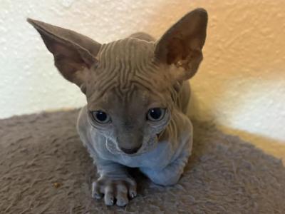 Luna's Litter - Sphynx - Gallery Photo #1