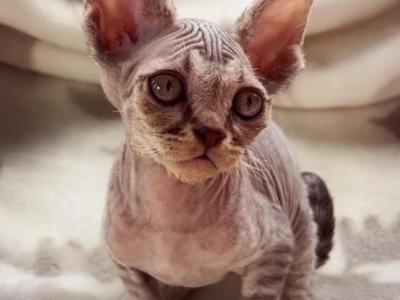Albus - Devon Rex - Gallery Photo #1