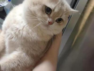 Jack - British Shorthair - Gallery Photo #1
