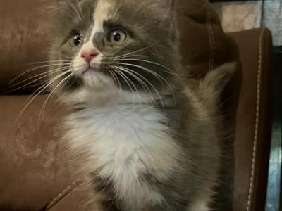 Lotties Litter - Siberian - Gallery Photo #1