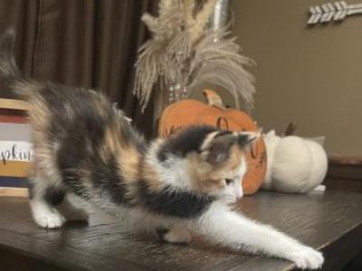 Lenny - Siberian - Gallery Photo #1