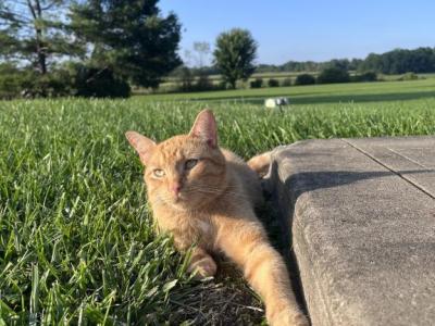 Cinnamon - Domestic - Gallery Photo #1