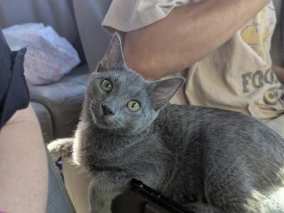 Jeorge - Russian Blue - Gallery Photo #1