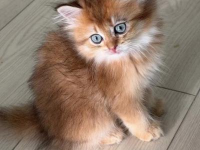 Aslan Semi Longhair Male With Blue Eyes Not DBE - British Shorthair - Gallery Photo #1