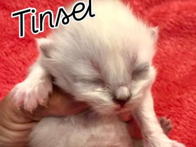 Tinsel - Himalayan - Gallery Photo #1