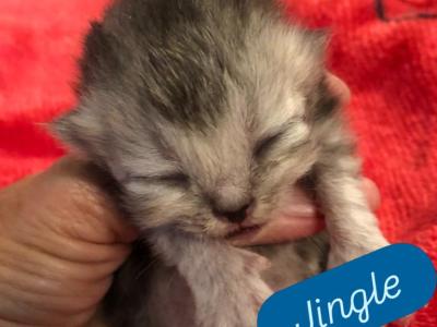 Jingle - Himalayan - Gallery Photo #1