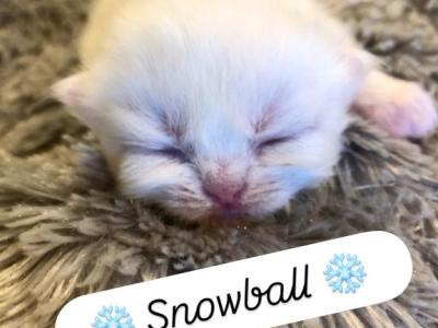 Snowball - Himalayan - Gallery Photo #1