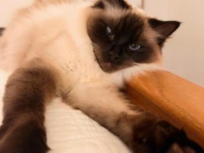 Malina - Ragdoll - Gallery Photo #1