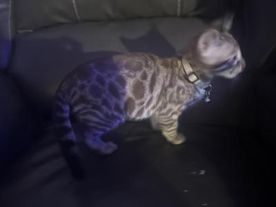 Charcoal Mink - Bengal - Gallery Photo #1