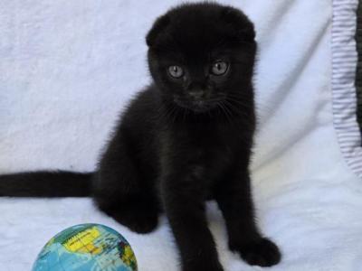 Blacky - Scottish Fold - Gallery Photo #1