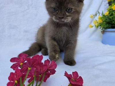 Brownie - Scottish Straight - Gallery Photo #1