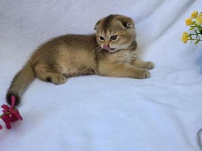 Ellie - Scottish Fold - Gallery Photo #1
