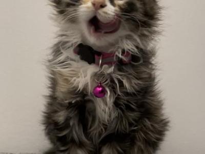 Bella - Norwegian Forest - Gallery Photo #1