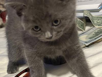 Blue - British Shorthair - Gallery Photo #1