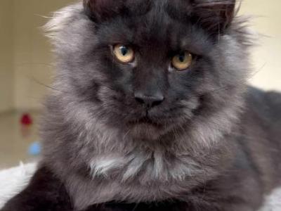 Elite Best Maine Coon Istanbul Turkiye - Maine Coon - Gallery Photo #1