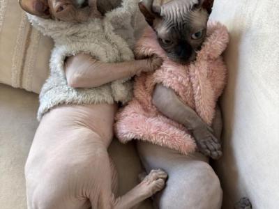 Moana - Sphynx - Gallery Photo #1
