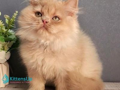 Felix - British Shorthair - Gallery Photo #1