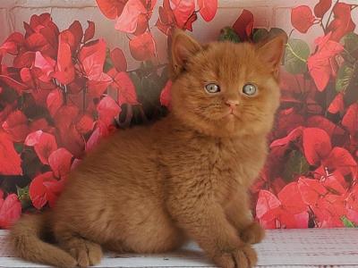 Izum - British Shorthair - Gallery Photo #1