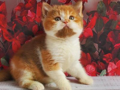 Iriska - British Shorthair - Gallery Photo #1