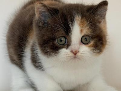 Hikari - British Shorthair - Gallery Photo #1