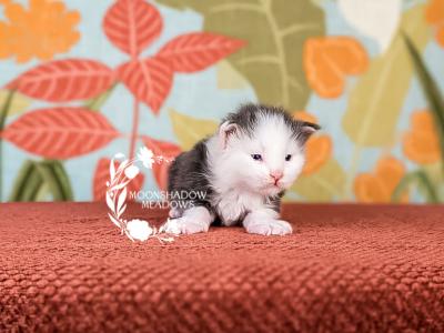 P Litter - Maine Coon - Gallery Photo #1