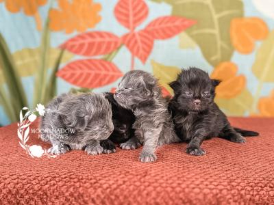 Q Litter - Maine Coon - Gallery Photo #1