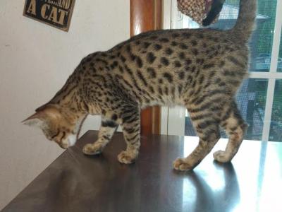 Bailey's Litter - Bengal - Gallery Photo #1