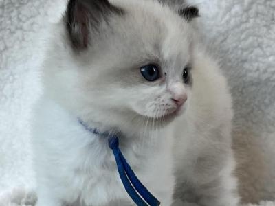 RESERVED Oden - Ragdoll - Gallery Photo #1