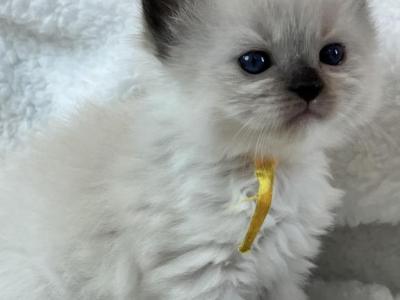 RESERVED Crummitt - Ragdoll - Gallery Photo #1