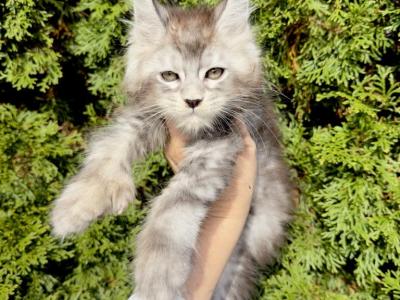 High Smoke Poly  Baron - Maine Coon - Gallery Photo #1
