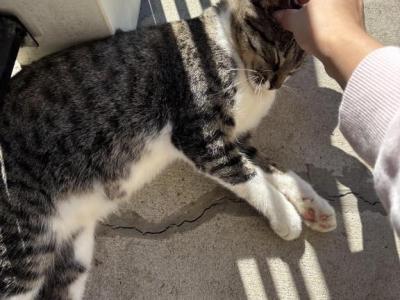 Musya - American Shorthair - Gallery Photo #1