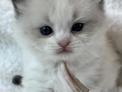 RESERVED Chen - Ragdoll - Gallery Photo #1